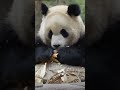 每日最新 😍满屏的爱！🥰🐼渝可渝爱 大熊猫 my cute panda