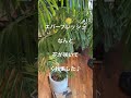 エバーフレッシュ開花報告❗️ 観葉植物 エバーフレッシュ 開花