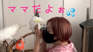 ママの髪型が激変したらオウムが子供のような反応だった💦　✨ Parrot when owner's hairstyle changed✨