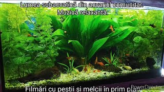 Lumea subacvatică din acvariul comunitar. Peștișori 🐟 și melci fericiți 🐌, plante prospere, ușoare 🌿