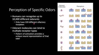 PSY210 CH7 PT7: Olfaction