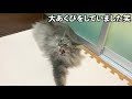 休憩中の猫にマグロがついた指を近づけてみた時の反応がこちら