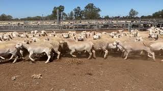 MT MANARA EWE LAMBS