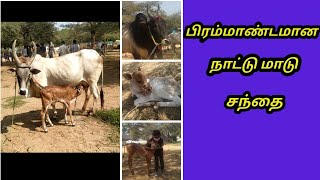 காங்கயம் நாட்டு மாடுகள் சந்தை /Kangayam Nattu maadu sandhai