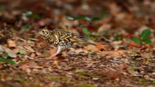 White's Thrush foraging (Zoothera dauma aurea)