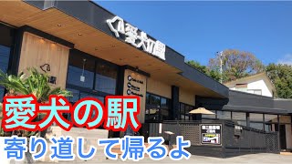 【ミニピン】伊豆高原旅行⑩/大河9ヶ月 ♂