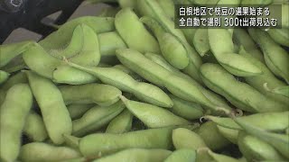 枝豆シーズン到来！産地･白根の極早生「初だるま」出荷始まる  UXニュース6月16日OA