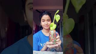 Moneyplant Tree || গাছ লাগিয়ে কোটিপতি হবো #shorts #viral #minivlog @suchandrimachatterjee7