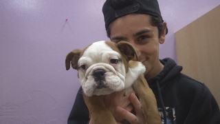 Faze Rug Dog Videos Y Tv Faze Rug