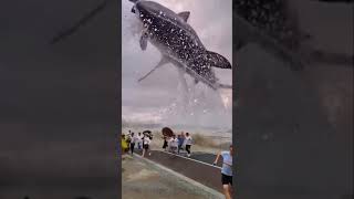 que viralizou do Tubarão gigante