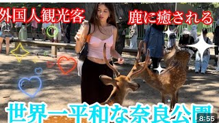 世界一平和な奈良公園🦌鹿に癒される外国人観光客🦌JAPAN DEER NARA PARK