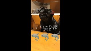 ジョーズのBGMを流すと怒る黒パグ!! A black pug that gets angry when Jaws' BGM is played !!