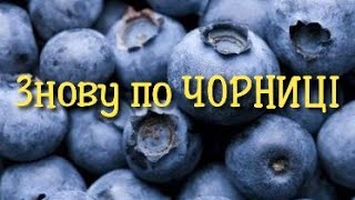 Минув рік і знову по ягоди!