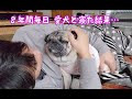 ８年間ほぼ毎日 愛犬と一緒に寝た結果こうなった パグ犬ぷぅPug