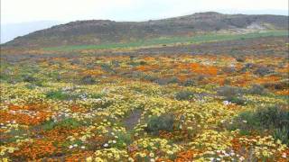 Zak van Niekerk - Wie het al daai blomme geplant