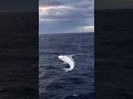 giant megalodon shark spotted on camera. megalodon shark scary viral ocean shorts creepy