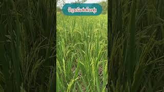 #ชาวนาฝึกหัด #บ้านไร่รู้คุณ #farm #ข้าวอินทรีย์นาขี้เอียด #agriculture