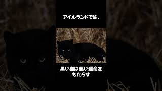 【ネコノネタ】ある国では猫が道を横切ると〇〇〇がやってくる。 #shorts