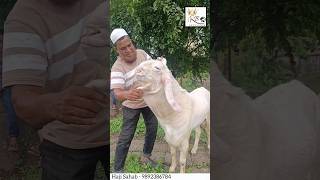 Patira Breeder in panvel ( Haji sahab - 9892386784) #bakra #2023 #deonarbakramandi #mumbai #goat