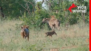 FOI IMPRESSIONANTE COMO A HIENA CORREU COM MEDO DO JAVALI - VIDA ANIMAL