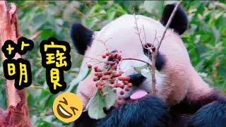 圓寶迫不及待坐在樹幹上享用果果，圓寶真的超愛吃|熊貓貓熊The Giant Panda Yuan Yuan and Yuan Bao|台北市立動物園