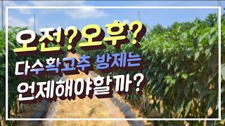 고추방제는 언제하는게 좋을까요.