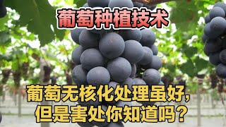 葡萄无核处理虽好，但害处也多，无核处理的利弊你了解多少@葡萄