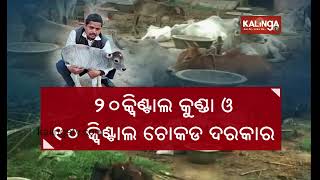 Goshala in Kendrapara in bad conditions, lack of basic facilities || Kalinga TV