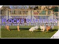 Flocks Guardian Animals to Protect Chickens