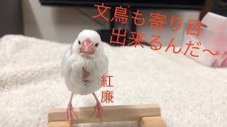 【白文鳥】紅廉ちゃんの初水浴び‼︎　Kuren-chan's first bath! ︎