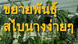 วิธีการขยายพันธุ์เฟิร์นสไบนางง่ายๆ ไม่ต้องซื้อเพิ่มง่าย ประหยัดทุน How To Propagate Nephrolepis sp.