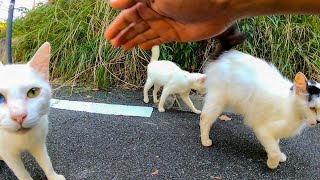 最初は恐る恐るだったが仲間の猫が来ると急に甘えてくるようになった野良猫