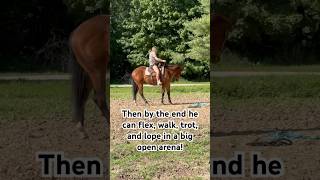 What 60 days of training can look like! #aqha #westernpleasure #horses #gelding #twins #training