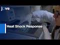 Heat Shock Response Measurement in C.elegans | Protocol Preview