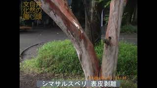 井の頭自然文化園 花ごよみ動画 シマサルスベリの表皮剥離