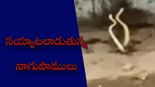 సయ్యాటలాడుతున్న నాగుపాములు | 9News