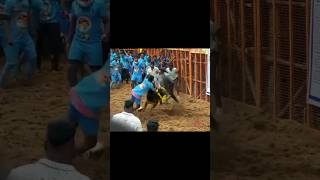 அருமையான காளை அவனியாபுரம் ஜல்லிக்கட்டு 2025 #shortsfeed #jallikattu #video #shortfeed