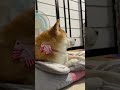 一人でお留守番が寂しかった柴犬 shorts