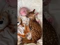 baby deer #deer #babydeer #shorts