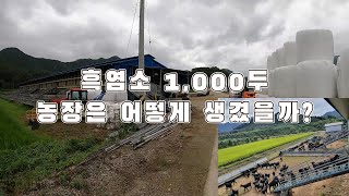 흑염소 1000두 농장은 어떻게 생겼을까? / 축사공간 활용 최적화 / 장흥군 염소농장 / 농장소개 2부