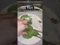 깻잎전..pan fried battered perilla leaves. 깻잎에 찰밀가루만 묻혀서 쫀득하게 부치면 너무 맛있어요.