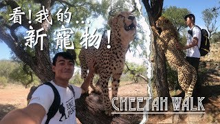 【南非9】帶著獵豹散步囉!!! Cheetah walk in Johannesburg!!!