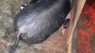 Farrowing a Hampshire x Gilt