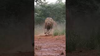 shots video lion