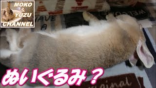 爆睡するうさぎがぬいぐるみの様で可愛い！モコ）The rabbit that sleeps deeply looks like a stuffed animal and is cute