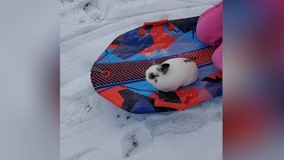 Snowy went skiing. ❄️ 🐇  #bunny #pet #cute #rabbit