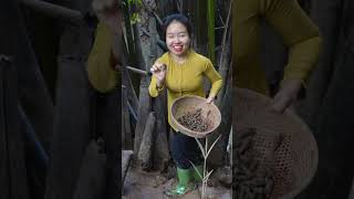 Đi bắt ốc len làm món ốc len xào dừa