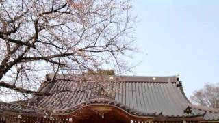 長津田大林寺の桜