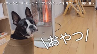 名前を呼んでもこっちを見ないのに「おやつ」には反応する愛犬【ボストンテリア】