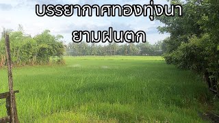 วิวทุ่งนา บรรยากาศทองทุ่งนายามฝนตก - AMTHAVY